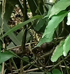 Catasticta nimbice