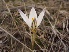 Crocus reticulatus