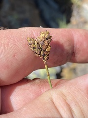 Carex atrosquama