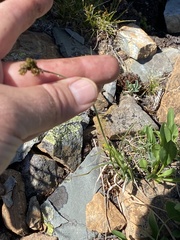 Carex atrosquama