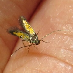 Chrysoclista linneella