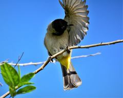 Pycnonotus xanthopygos