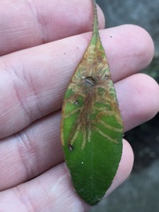 Philocryptica polypodii