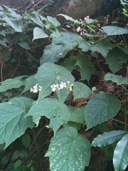 Begonia josephi