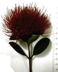 Metrosideros collina