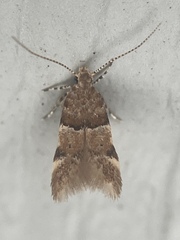 Theisoa constrictella