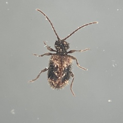 Ptinus texanus