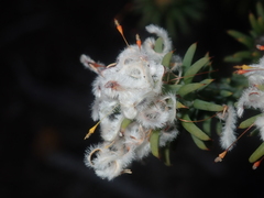 Petrophile nivea