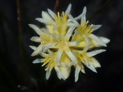 Conostylis seminuda
