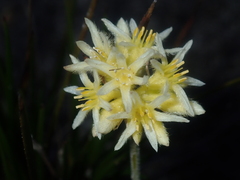 Conostylis seminuda