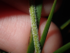 Conostylis seminuda