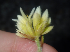 Conostylis seminuda
