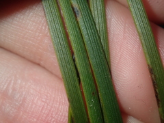 Conostylis seminuda