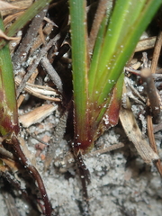 Conostylis seminuda