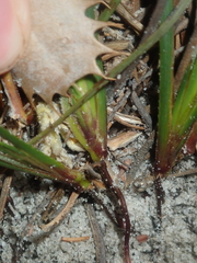 Conostylis seminuda