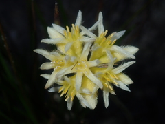 Conostylis seminuda