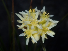 Conostylis seminuda