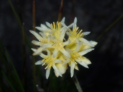 Conostylis seminuda