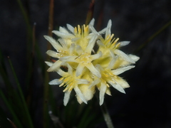 Conostylis seminuda