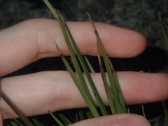 Conostylis seminuda