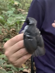 Myrmoborus myotherinus