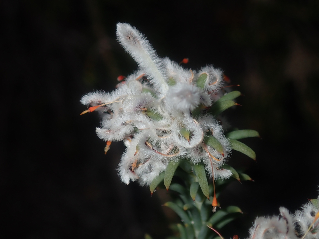 Petrophile nivea