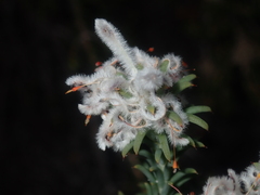Petrophile nivea
