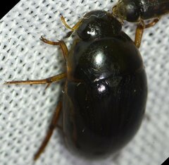 Tropisternus collaris viridis