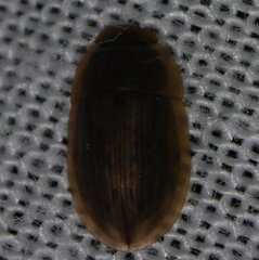 Helobata larvalis