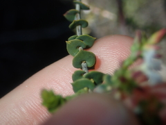Leucopogon simulans
