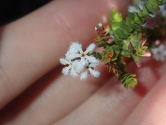Leucopogon simulans