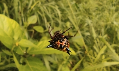 Macracantha hasselti