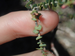 Leucopogon simulans