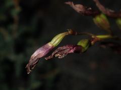 Thelymitra apiculata