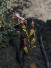 Thelymitra apiculata