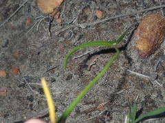 Thelymitra apiculata