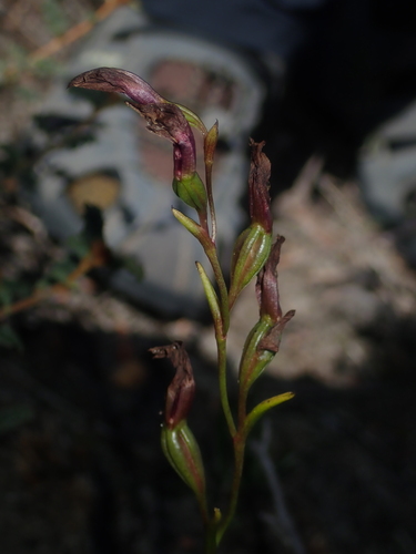 Image of Thelymitra apiculata by (c) Thomas Mesaglio, some rights reserved (CC BY)