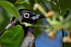 Pycnonotus xanthopygos