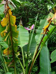 Musa ornata