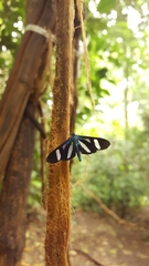 Mydromera notochloris