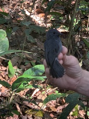 Thamnomanes ardesiacus