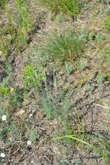Bassia laniflora