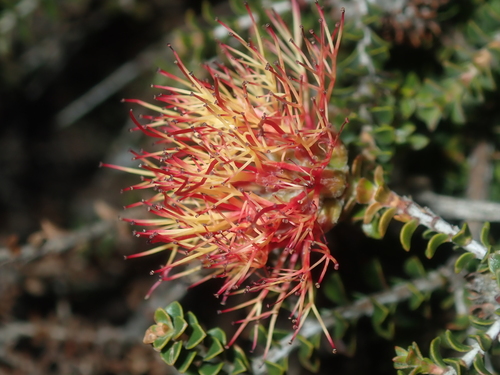 Image of Melaleuca variegata by (c) Thomas Mesaglio, some rights reserved (CC BY)