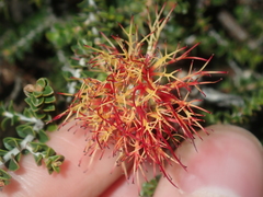 Melaleuca variegata