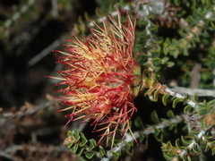 Melaleuca variegata