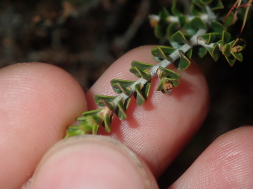 Image of Melaleuca variegata by (c) Thomas Mesaglio, some rights reserved (CC BY)