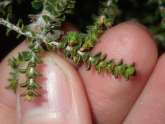 Melaleuca variegata