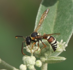 Megapterocheilus