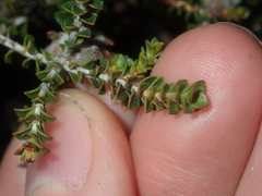 Melaleuca variegata