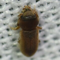 Tropicus pusillus